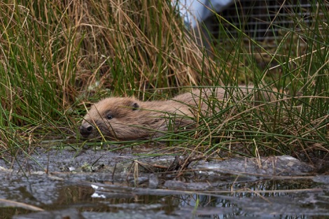 Beaver after release at Argaty